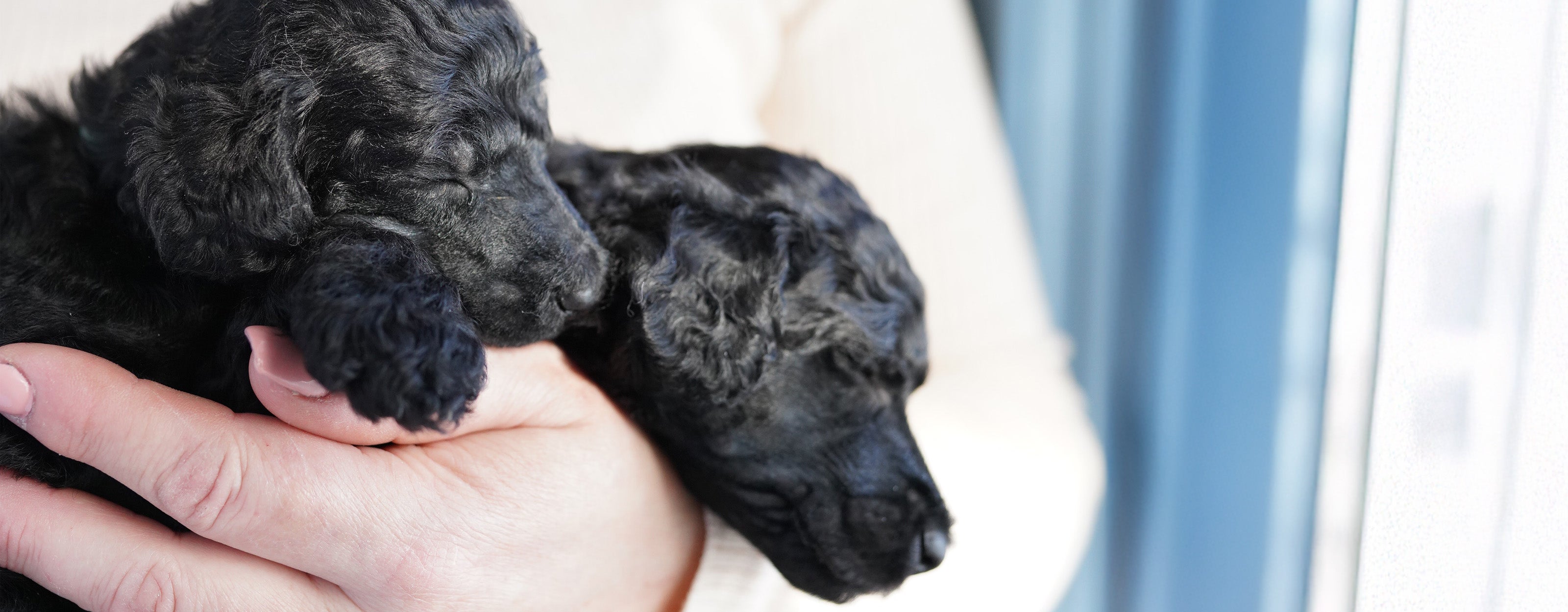 POODLE VARIETY  6冊セット Exceptional AKC Champion Standard Poodles for Your Family | North